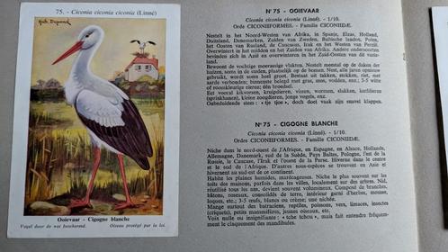 De vogels van België, Boeken, Prentenboeken en Plaatjesalbums, Zo goed als nieuw, Prentenboek, Ophalen of Verzenden