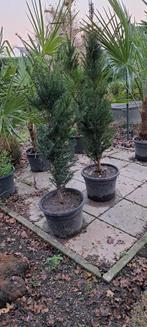 Taxus., Enlèvement ou Envoi, En pot