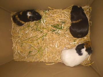 Gratis cavia's. Zeugjes en beertjes.