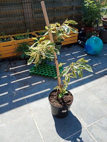 castanea Sativa variegata - zeldzame tamme kastanje  beschikbaar voor biedingen