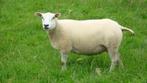 schapen scheren, Animaux & Accessoires, Moutons, Chèvres & Cochons, Mouton