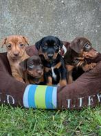 Pinscher pups zoeken warme thuis, Dieren en Toebehoren, Honden | Jack Russells en Terriërs, België, Fokker | Hobbymatig, Overige rassen