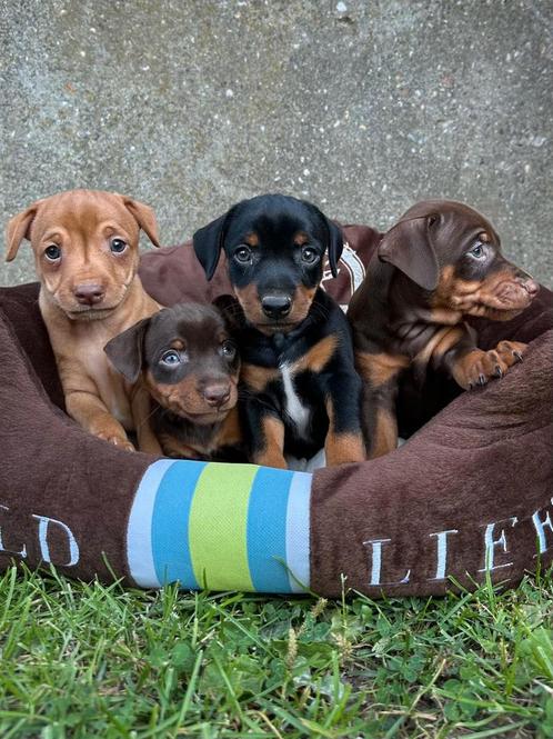 Pinscher pups zoeken warme thuis, Dieren en Toebehoren, Honden | Jack Russells en Terriërs, Meerdere dieren, Overige rassen, Fokker | Hobbymatig
