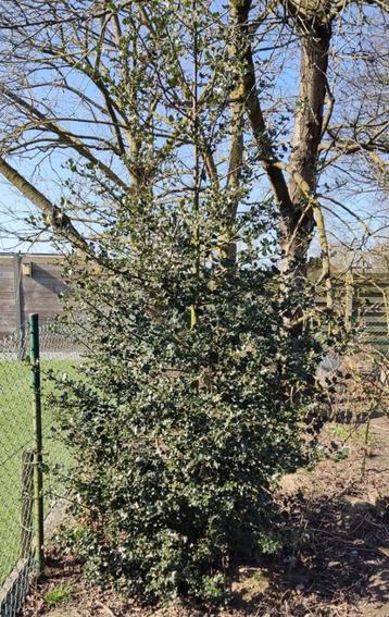 Hulst  gratis beschikbaar voor biedingen