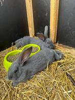 Blauw van Ham, Meerdere dieren, Middelgroot, 0 tot 2 jaar