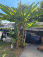 Bananenboom, Tuin en Terras, Planten | Bomen, Ophalen
