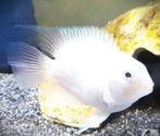 Amatilania polar white, Zoetwatervis