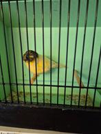 Gloster kuif, Dieren en Toebehoren, Vogels | Kanaries, Mannelijk, Postuurkanarie