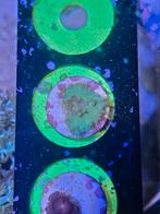 Kroepoek leder koraal groen Sinularia Dura koraalstekje, Dieren en Toebehoren