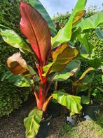 Rode bananenplanten, Ophalen