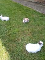 3 jonge rexdwerg konijnen, Meerdere dieren, Dwerg, 0 tot 2 jaar
