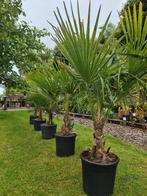 Winterharde palmbomen - Trachycarpus Fortunei, Enlèvement, Mi-ombre
