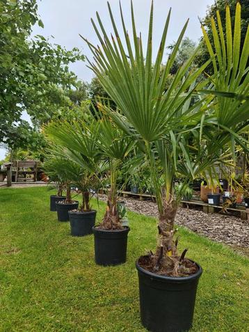 Winterharde palmbomen - Trachycarpus Fortunei 