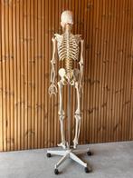 Anatomisch skelet levensgroot practicum, Diversen, Schoolbenodigdheden, Ophalen, Zo goed als nieuw