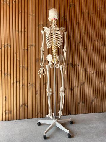 Anatomisch skelet levensgroot practicum beschikbaar voor biedingen