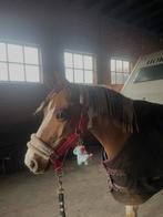 Super knappe bonte D pony merrie, Dieren en Toebehoren, Zadelmak, 7 tot 10 jaar, Recreatiepony, D pony (1.37m tot 1.48m)