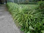 groenblijvende grassen Carex Pendula, Tuin en Terras, Planten | Tuinplanten, Vaste plant, Siergrassen, Ophalen, Volle zon