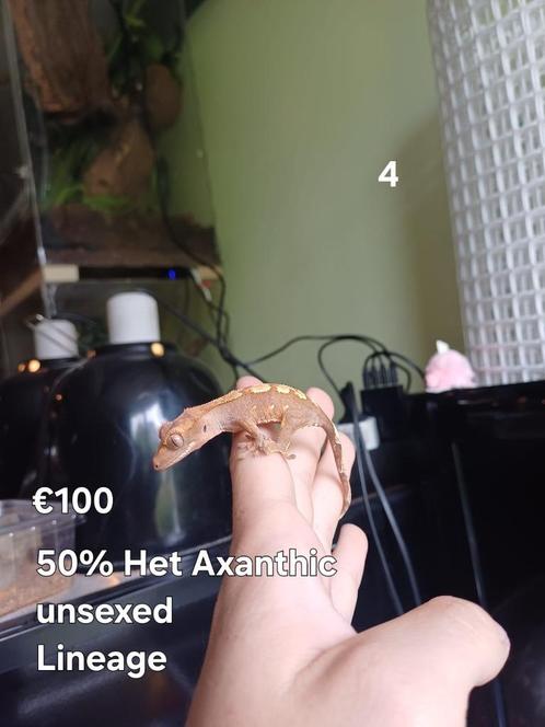 Unieke 50% Het Axanthic wimpergekko baby's SPECIAL DEAL!, Animaux & Accessoires, Reptiles & Amphibiens, Lézard, 0 à 2 ans, Domestique