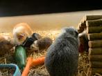 Verschillende jonge mooie gezonde cavia’s, Dieren en Toebehoren, Knaagdieren, Cavia, Augustus, Meerdere dieren, Tam