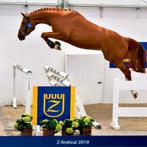 Super brave springmerrie – Chanouk Z, Merrie, Springpaard, 175 cm of meer, Gechipt