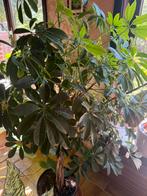 SCHEFFLERA ARBORICOLA - VINGERSBOOM, Ophalen