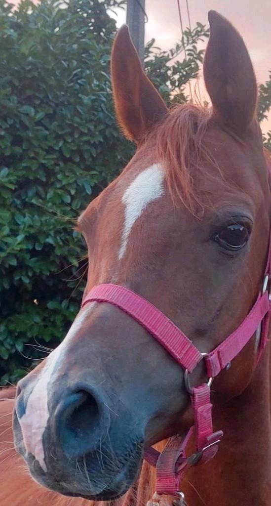 Pony 7 jaar om te beleren +-1m43 equipas, Dieren en Toebehoren, Pony's, Ontwormd