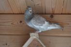 kleurpostduiven, Dieren en Toebehoren, Vogels | Duiven, Mannelijk, Postduif