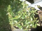 Crasulla Ovata maar 1 plant beschikbaar, Maison & Meubles, Plantes d'intérieur, En pot, Plante à fleurs, Plein soleil, Enlèvement