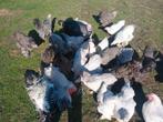 Brahma hennen en hanen te koop, Dieren en Toebehoren, Pluimvee