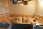 Poule de Bresse kuikens beschikbaar, Geslacht onbekend, Kip