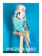 Blauw bont engelse grasparkieten, Dieren en Toebehoren, Vogels | Parkieten en Papegaaien, Mannelijk, Parkiet, Geringd