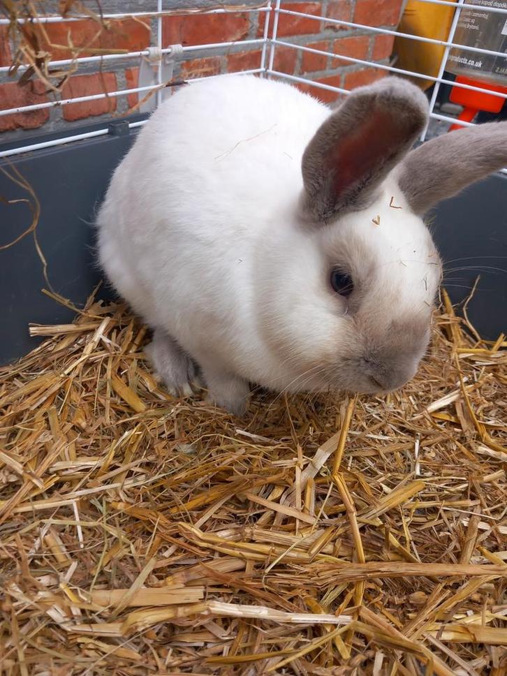 Mannelijk dwergkonijn, Dieren en Toebehoren, Konijnen, Mannelijk