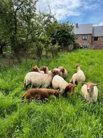 Ardense Voskop schapen te koop, Dieren en Toebehoren, Schapen, Geiten en Varkens, Mannelijk, Schaap, 0 tot 2 jaar