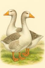 Vlaamse bonte ganzen gezocht, Dieren en Toebehoren, Pluimvee, Meerdere dieren, Gans of Zwaan