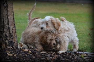 Maltipoo pups beschikbaar voor biedingen