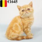 Chatons exotiques à poil court (belges), Animaux & Accessoires, Chat, Vermifugé, 0 à 2 ans