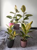 Kamerplant Ficus Elastica tss 30-60cm hoog, Huis en Inrichting, Kamerplanten, Ophalen, Ficus