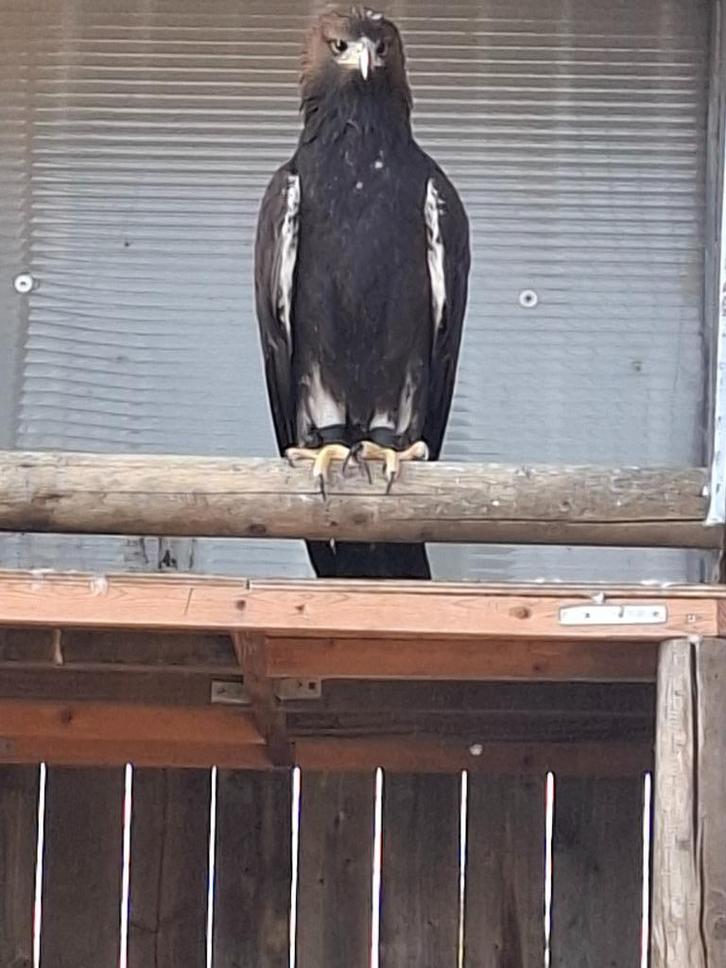 steenarend, Dieren en Toebehoren, Vogels | Overige Vogels, Roofvogel, Mannelijk, Geringd