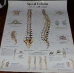 Anatomische poster wervelkolom – Spinal Column - Nieuwstaat, Ophalen of Verzenden, Natuur en Biologie