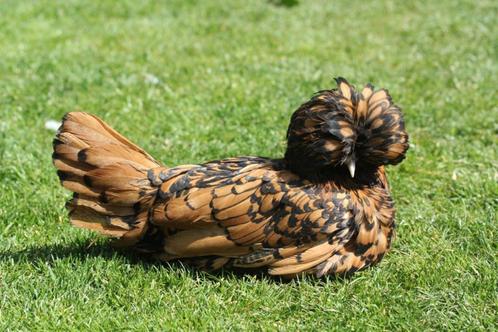 Ruime keuze sierkippen, Dieren en Toebehoren, Pluimvee