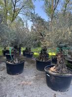 OLIJFBOMEN STUNTVERKOOP, Tuin en Terras, Planten | Bomen, Volle zon, Ophalen of Verzenden, Lente, 100 tot 250 cm