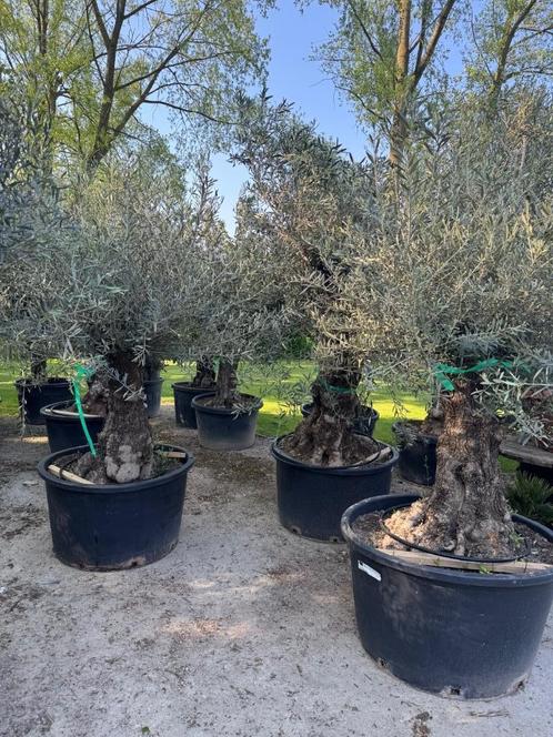 OLIJFBOMEN STUNTVERKOOP, Tuin en Terras, Planten | Bomen, Olijfboom, 100 tot 250 cm, Volle zon, Lente, Ophalen of Verzenden