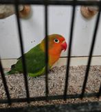 Agapornis fischeri wildkleur man, Dieren en Toebehoren, Mannelijk, Dwergpapegaai of Agapornis, Geringd