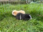 2 ch teddy cavia vrouwtjes, Dieren en Toebehoren, Knaagdieren, September, Vrouwelijk, Cavia