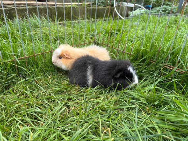 2 ch teddy cavia vrouwtjes, Dieren en Toebehoren, Knaagdieren, Vrouwelijk, Cavia, September