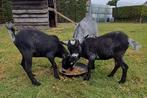 Dwerggeit,  miekes,  zwartschimmel, Dieren en Toebehoren, Schapen, Geiten en Varkens