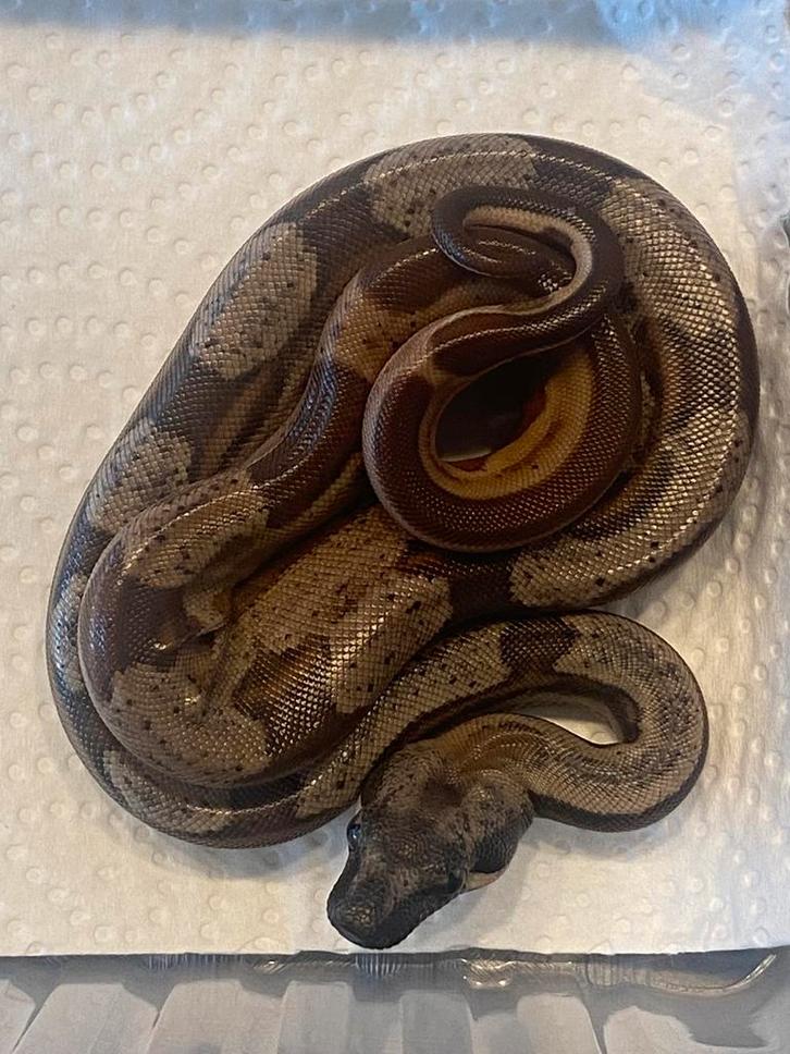 Jonge boa constrictors, Dieren en Toebehoren, Reptielen en Amfibieën, Slang, 0 tot 2 jaar