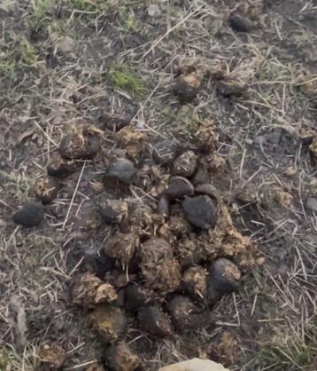 Gratis Bio-paardenmest beschikbaar voor biedingen