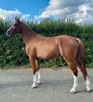 Jong springpaard gezocht!, Cheval de saut