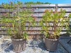 Oleanders 2 stuks roze., Tuin en Terras, Planten | Tuinplanten, Ophalen